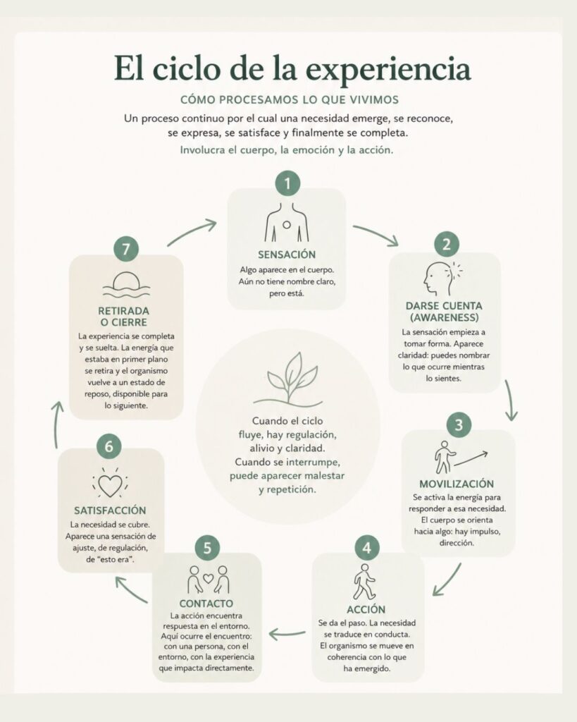 Diagrama del ciclo de la experiencia en Terapia Gestalt: fases desde la sensación hasta el cierre y la autorregulación